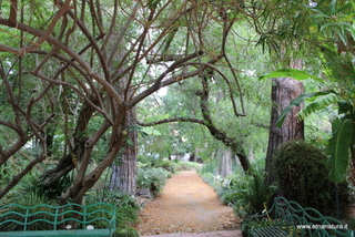 Canforo orto botanico Messina